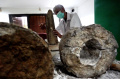 Preparasi-Gading-Fosil-Gajah-Purba-di-Museum-Geologi_20251114_074837.jpg