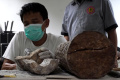 Preparasi Gading Fosil Gajah Purba di Museum Geologi