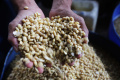 Produksi-Tahu-Ditengah-Kenaikan-Harga-Kedelai_20260409_205550.jpg