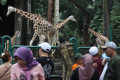 Ragunan-Ramai-Pengunjung-Liburan-Lebaran_20250402_080912.jpg