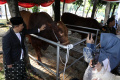 Sapi-Kurban-Presiden-dan-Wapres-di-Masjid-Istiqlal_20250606_130159.jpg