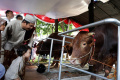 Sapi-Kurban-Presiden-dan-Wapres-di-Masjid-Istiqlal_20250606_130345.jpg