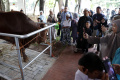 Sapi-Kurban-Presiden-dan-Wapres-di-Masjid-Istiqlal_20250606_130523.jpg