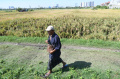 Surabaya-Ikuti-Panen-Raya-Padi_20250408_072136.jpg