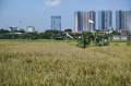 Surabaya-Ikuti-Panen-Raya-Padi_20250408_072229.jpg