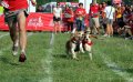 Alpo Dog Run