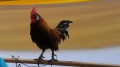 Ayam Burgo Pejantan Khas Provinsi Bengkulu