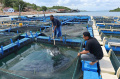 benih-gratis-untuk-pembudidaya-ikan-air-laut_20231209_142145.jpg