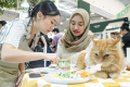 berbagi-tips-penyajian-makanan-untuk-anabul_20240906_220046.jpg
