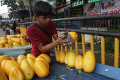 Berburu Buah Timun Suri di Bulan Ramadan