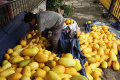 Berburu Buah Timun Suri di Bulan Ramadan