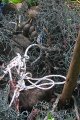 Beruang Madu Lepas Berhasil Ditangkap Oleh Polhut