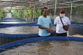 Budi Daya Ikan Nila Sistem Bioflok
