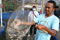 Budi Daya Ikan Nila Sistem Bioflok