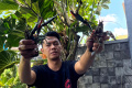 budi-daya-lobster-air-tawar_20240826_181745.jpg