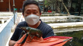 Budi Daya Lobster di BFC Mini Farm