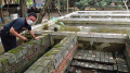 Budi Daya Lobster di BFC Mini Farm