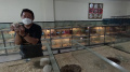 Budi Daya Lobster di BFC Mini Farm