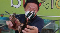 Budi Daya Lobster di BFC Mini Farm