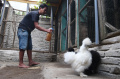 Budidaya Ayam Hias di Malang