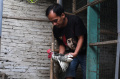 Budidaya Ayam Hias di Malang
