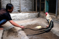 Budidaya Ayam Hias di Malang