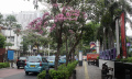 Bunga Tabebuya Bermekaran di Jalan Cikini