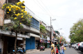 bunga-tabebuya-kembali-bermekaran-di-kota-malang_20220904_141206.jpg