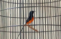 cialo-mastering-school-cms-sekolah-khusus-burung-murai-batu_20220104_210150.jpg