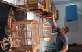 Cialo Mastering School (CMS) Sekolah Khusus Burung Murai Batu