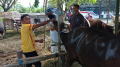 Dinas Ketahanan Pangan Memeriksa Kesehatan Hewan Kurban