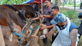 Dinas Ketahanan Pangan Memeriksa Kesehatan Hewan Kurban