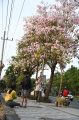 dinas-lingkungan-hidup-kota-surabaya-mengabadikan-pohon-tabebuya_20231123_000847.jpg