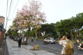 dinas-lingkungan-hidup-kota-surabaya-mengabadikan-pohon-tabebuya_20231123_000850.jpg