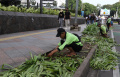 Dinas Pertamanan Jakarta Memperbaiki Taman Rusak Terinjak Massa