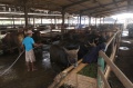 Distribusi Daging Lebaran PD Dharma Jaya