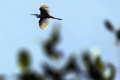Edukasi Pelestarian Burung Air 