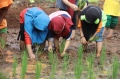 edukasi-urban-farming_20201121_215654.jpg
