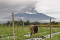 Erupsi Gunung Marapi, 11 Pendaki Meninggal Dunia