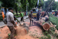 Evakuasi Pohon Tumbang di Menteng