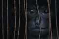 Evakuasi Siamang Oleh BBKSDA Riau