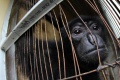 Evakuasi Siamang Oleh BBKSDA Riau