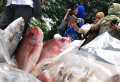 Festival Ikan Milenial 2022 di Plaza Gedung Sate