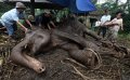 Gajah Sekarat di Kebun Binatang Bandung Ditangani Tim Medis