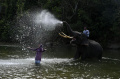 Gajah Sumatera Menyambut Perayaan Kemerdekaan Indonesia