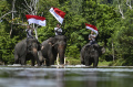 Gajah Sumatera Menyambut Perayaan Kemerdekaan Indonesia