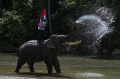 Gajah Sumatera Menyambut Perayaan Kemerdekaan Indonesia