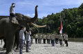 Gajah Sumatera Menyambut Perayaan Kemerdekaan Indonesia