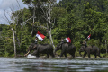 Gajah Sumatera Menyambut Perayaan Kemerdekaan Indonesia