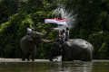 Gajah Sumatera Menyambut Perayaan Kemerdekaan Indonesia